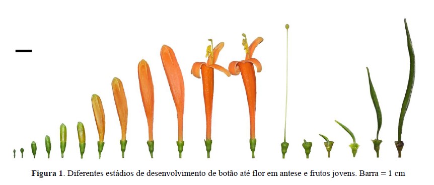 Dos botões florais aos frutos de Pyrostegia venusta (Bignoniaceae)