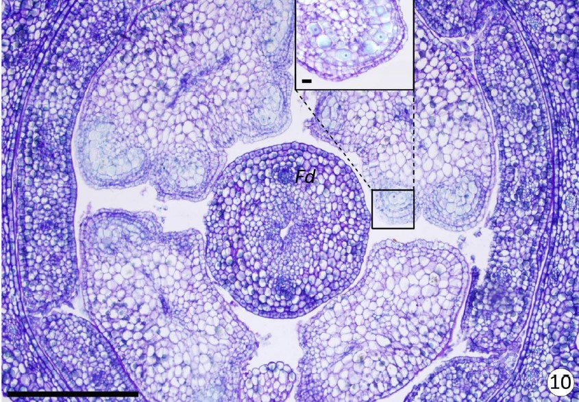 Corte transversal da flor de Pyrostegia venusta (Bignoniaceae)
