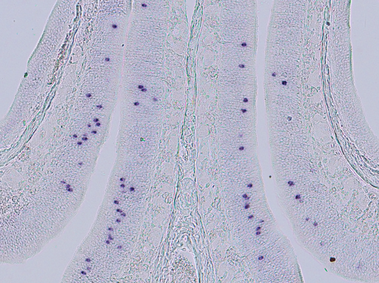 Células olfativas no epitélio olfativo principal (MOE) do camundongo, mostrando expressão de um receptor de odorante específico (marcação em azul)