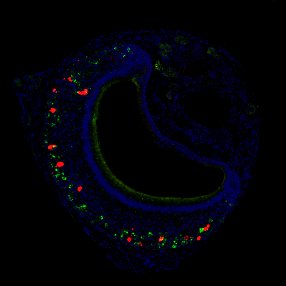 Células do órgão olfativo acessório (VNO) do camundongo, mostrando neurônios ativados após exposição a odores específicos (marcação em vermelho) e céluas expressando um receptor específico (marcação em verde).