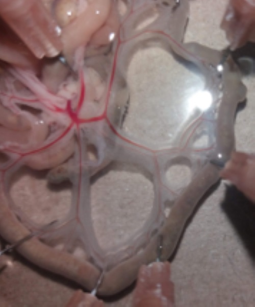 Leito vascular mesentérico isolado de camundongo