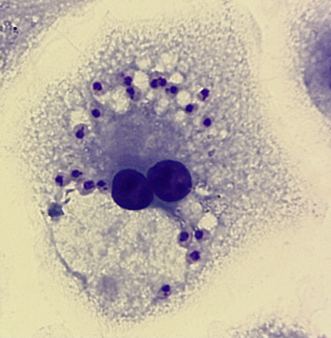 Macrófago de cultura infectado com Leishmania amazonensis
