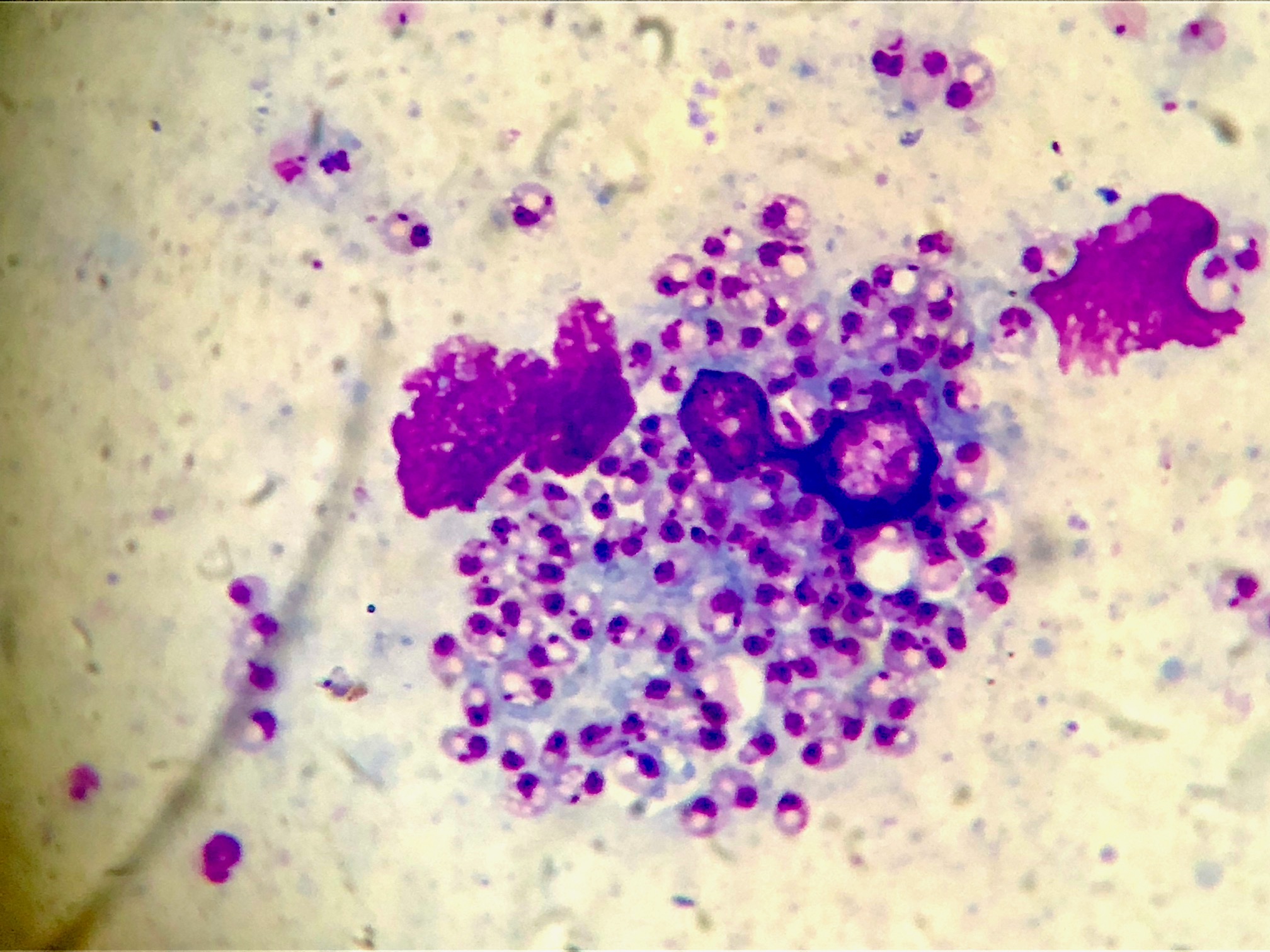 Imprint de biópsia de lesão de roedor experimentalmente infectado com Leishmania