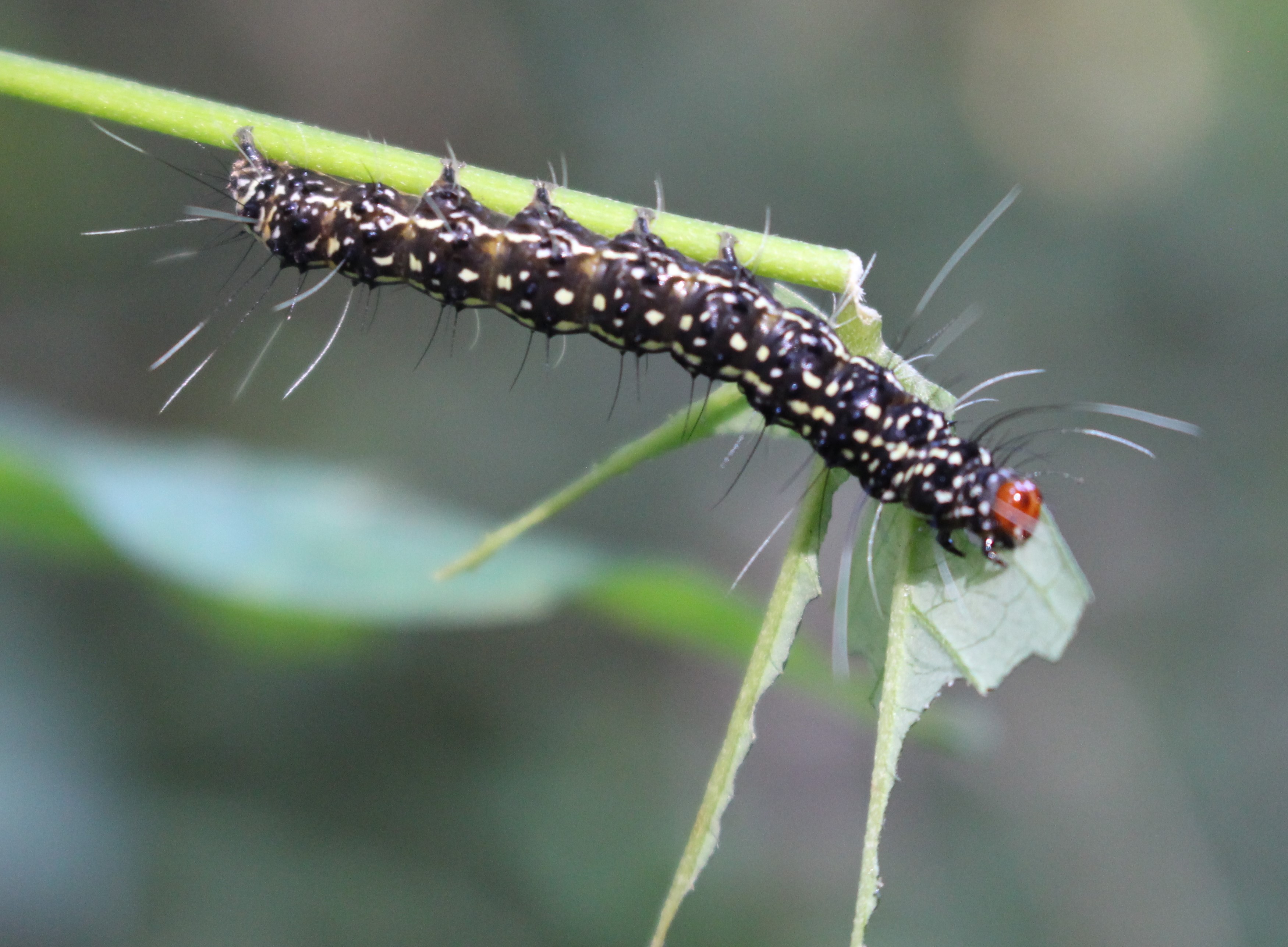 A lagarta Utheteisa ornatrix se alimentando de Crotalaria pallida (Foto: Martín Pareja)